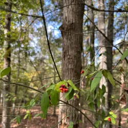 Black Creek Heritage Preserve - Blacksburg