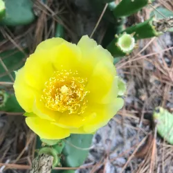 Cheraw and Chesterfield Railroad Trail - Blacksburg