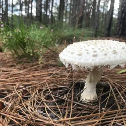 Cheraw and Chesterfield Railroad Trail - Blacksburg