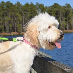 Lake Juniper - Blacksburg