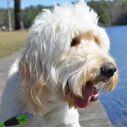 Lake Juniper - Blacksburg