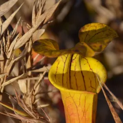 Lake Juniper - Blacksburg