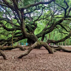 Angel Oak Tree - Charleston