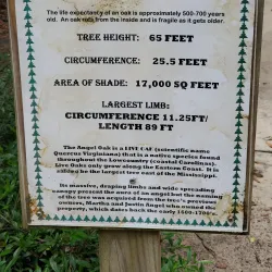 Angel Oak Tree - Charleston