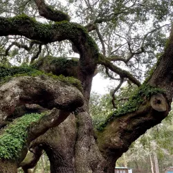 Angel Oak Tree - Charleston
