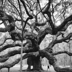 Angel Oak Tree - Charleston
