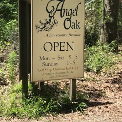 Angel Oak Tree - Charleston