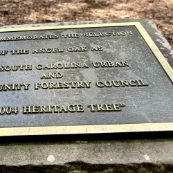 Angel Oak Tree - Charleston