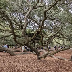 Angel Oak Tree - Charleston