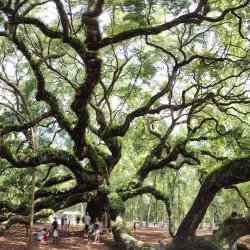 Angel Oak Tree - Charleston