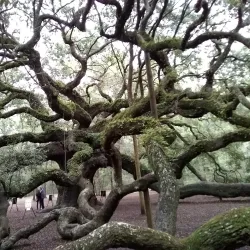 Angel Oak Tree - Charleston