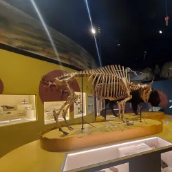 Charleston Museum - Charleston