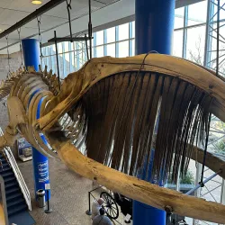 Charleston Museum - Charleston