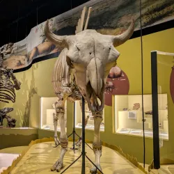 Charleston Museum - Charleston