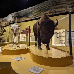 Charleston Museum - Charleston