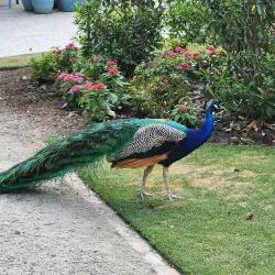 Magnolia Plantation and Gardens - Charleston