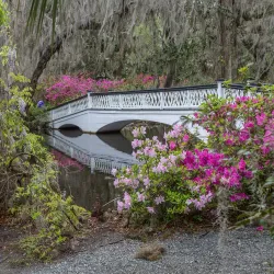 Magnolia Plantation and Gardens - Charleston