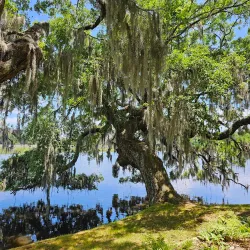 Magnolia Plantation and Gardens - Charleston