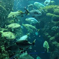 South Carolina Aquarium - Charleston