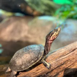 South Carolina Aquarium - Charleston