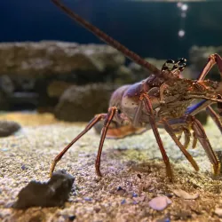 South Carolina Aquarium - Charleston