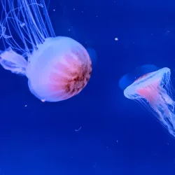 South Carolina Aquarium - Charleston