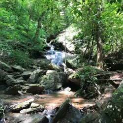 Clemson Experimental Forest - Clemson