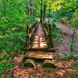 Clemson Experimental Forest - Clemson