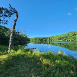 Clemson Experimental Forest - Clemson