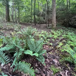Clemson Experimental Forest - Clemson