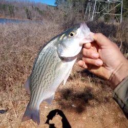 Lake Hartwell - Clemson