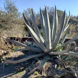 South Carolina Botanical Garden - Clemson
