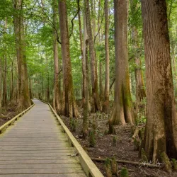 Congaree National Park - Columbia