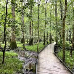 Congaree National Park - Columbia