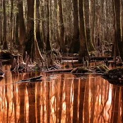 Congaree National Park - Columbia