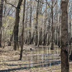 Congaree National Park - Columbia