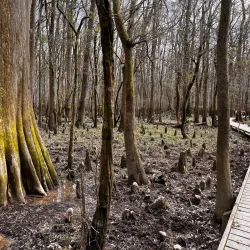 Congaree National Park - Columbia