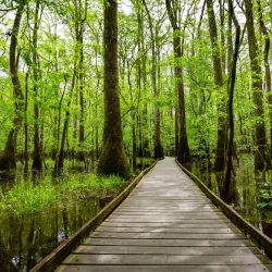 Congaree National Park - Columbia