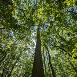 Congaree National Park - Columbia