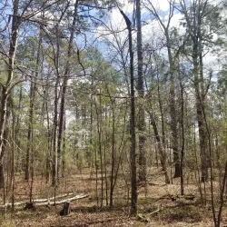 Harbison State Forest - Columbia