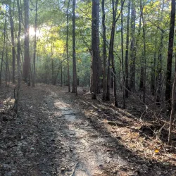 Harbison State Forest - Columbia