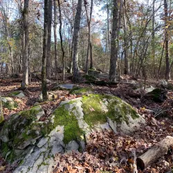 Harbison State Forest - Columbia