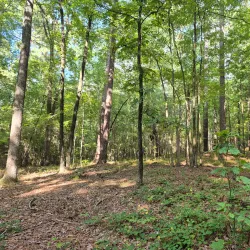 Harbison State Forest - Columbia