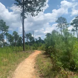 Harbison State Forest - Columbia