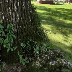 Florence National Cemetery - Florence