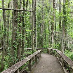 Swan Lake Iris Gardens - Florence