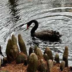 Swan Lake Iris Gardens - Florence