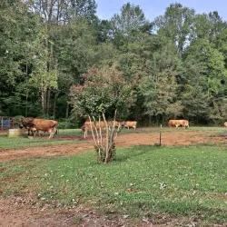 Pearman Dairy Farms - Gaffney