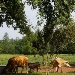 Pearman Dairy Farms - Gaffney