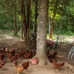 Pearman Dairy Farms - Gaffney